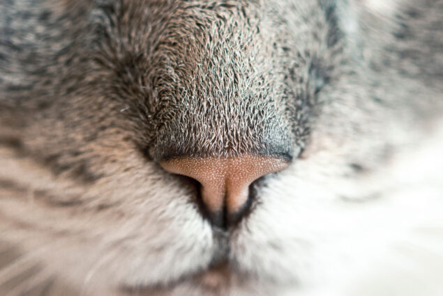 beeld-dierenkliniek-de-pijp-06