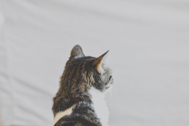 kat