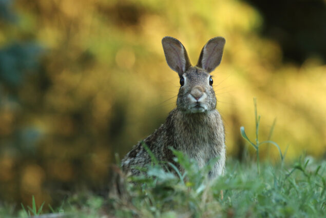 beeld-dierenkliniek-de-pijp-slider-02