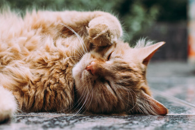 oranje kat