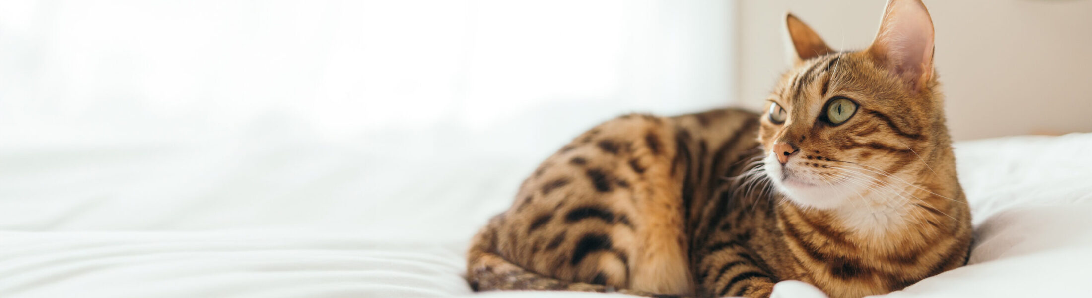 beeld-dierenkliniek-de-pijp-slider-cat-gebitszorg